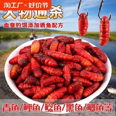 小药饵血蚕蚕蛹鲤鱼饵
