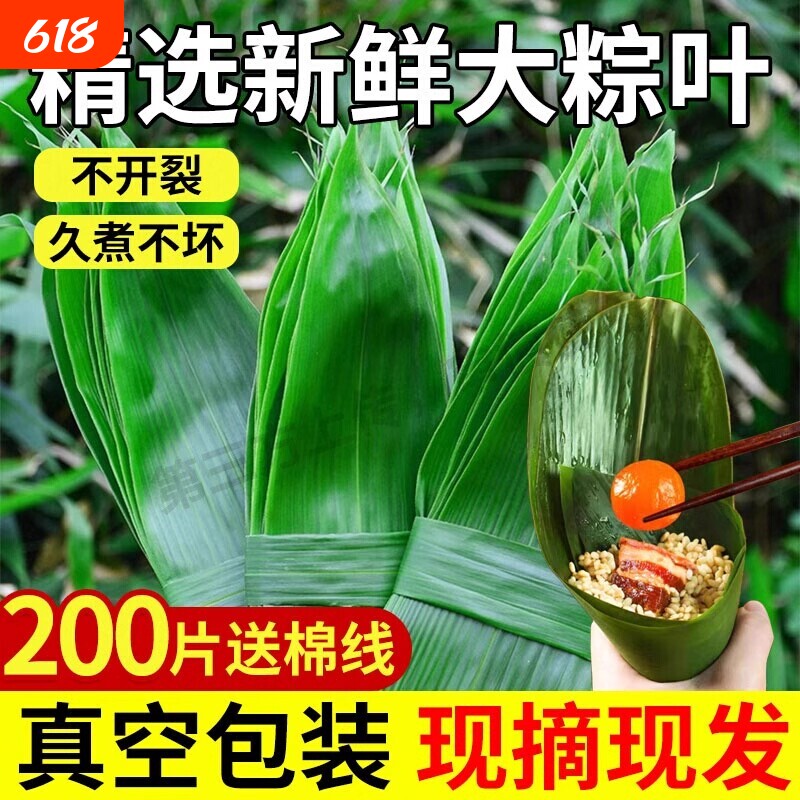 粽子叶粽叶新鲜大号宽棕叶包粽子叶子特大端午节现摘真空手工商用