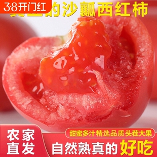 西红柿露天种植产地直发沙瓤番茄现摘新鲜红润多汁自然熟新鲜小果