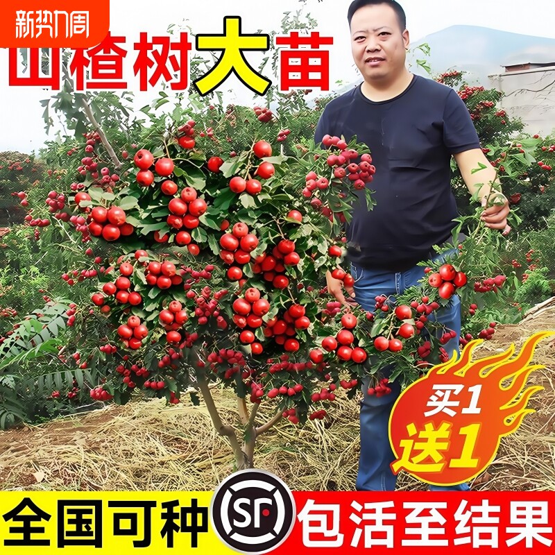 山楂树活苗大五棱甜红子山楂苗南方北方种植盆栽地栽山楂嫁接果苗