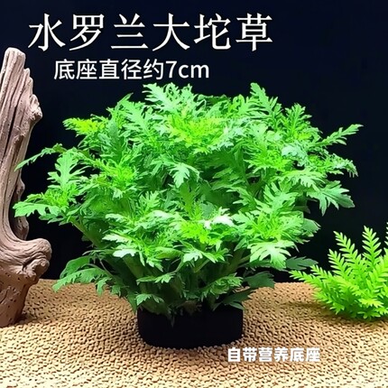 养鱼水罗兰坨草自带坨基造景阴性增氧净水后景新手水草植物好养活