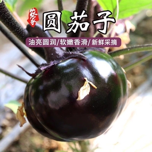山东紫黑圆茄子新鲜大圆茄子当季蔬菜农家种植新鲜现摘5斤旗舰店