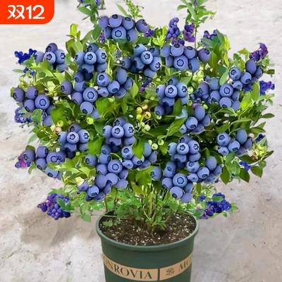 蓝莓树果苗蓝莓苗盆栽地栽带大果南北方种植苗兔眼绿宝石果树结果