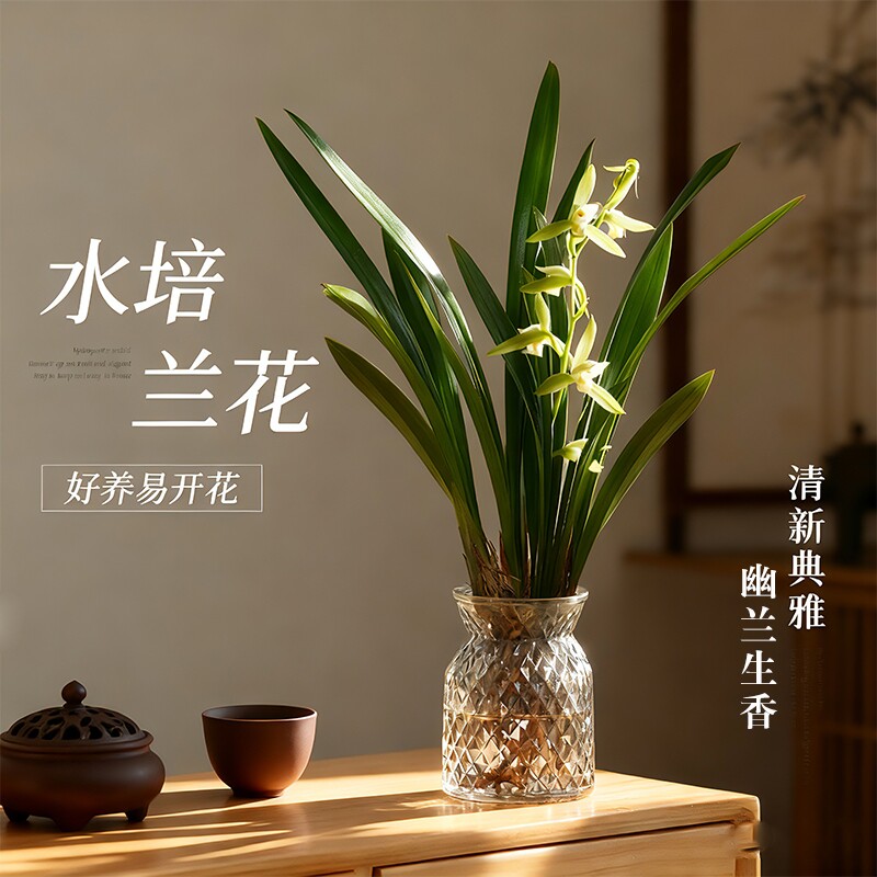 水培四季开花兰花苗|万人加购图片