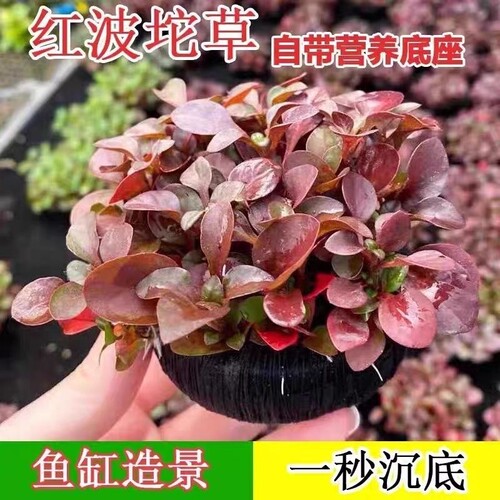 红波坨草 懒人免打理 沉底即活 造景增氧 鱼缸必备活体水草