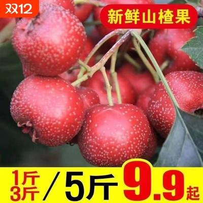 新鲜山楂产地采摘大金星山楂直发