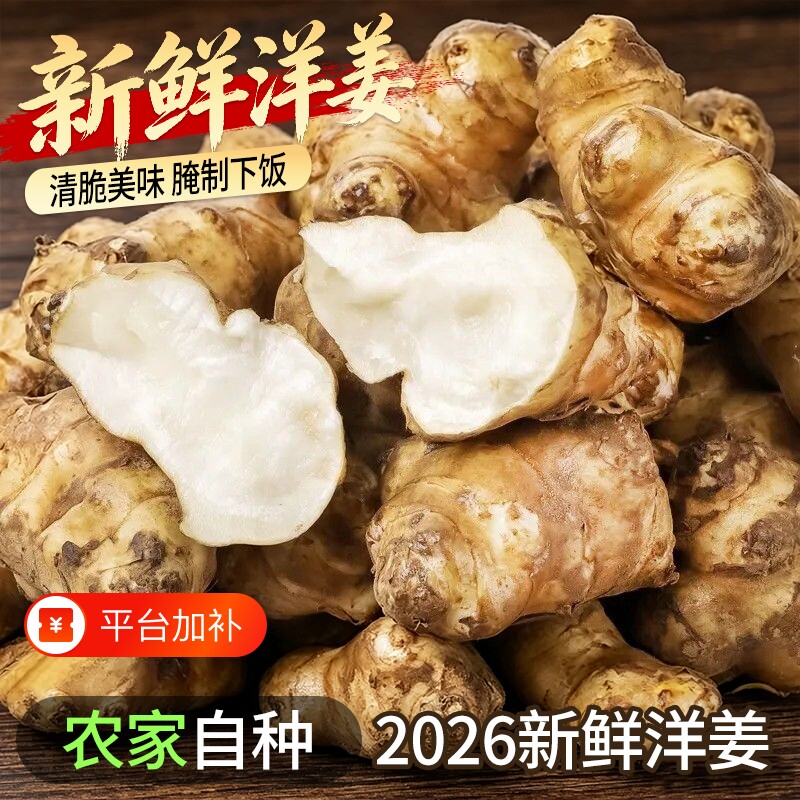 正宗新鲜洋姜鬼子姜现挖现发不辣农家自种洋生姜泡菜腌菜白皮洋姜