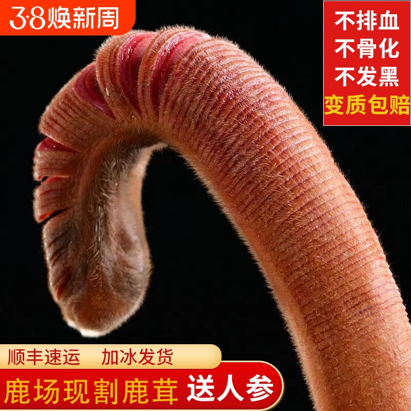 东北鲜鹿茸整根梅花鹿茸整枝鹿角新鲜带血鹿茸片头茬泡酒药材正品