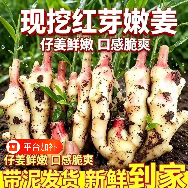 嫩姜仔姜新鲜子姜鲜姜醋红芽姜当季蔬菜农家自种现挖现发批发食用