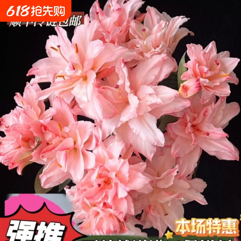 鲜花花束同城配送布朗尼重瓣百合花云南基地直发供佛水养年宵花