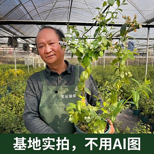 带果发蓝莓盆栽花香大果大苗树苗阳台室外当年结果南北方种植组培