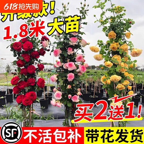 四季开花爬藤特大月季花苗