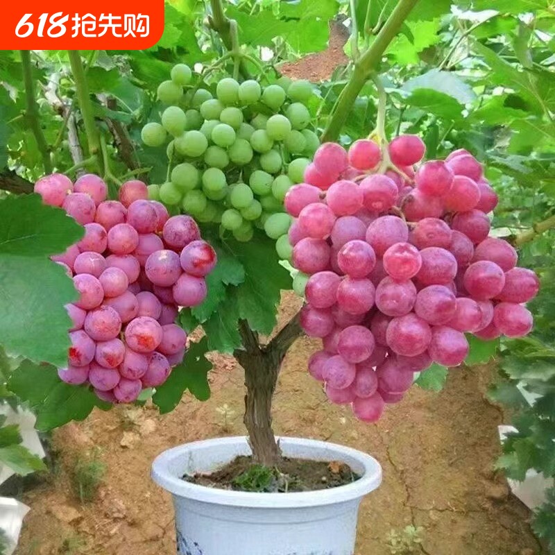 葡萄树苖阳光玫瑰蓝宝石巨峰南方北方种植妮娜皇后寒香蜜葡萄苗树