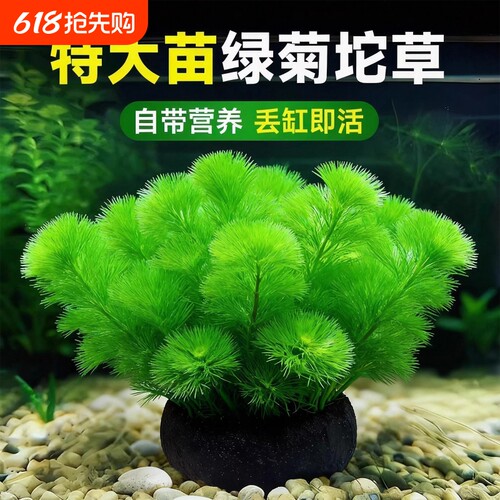 绿菊水草坨草鱼缸造景好养增氧