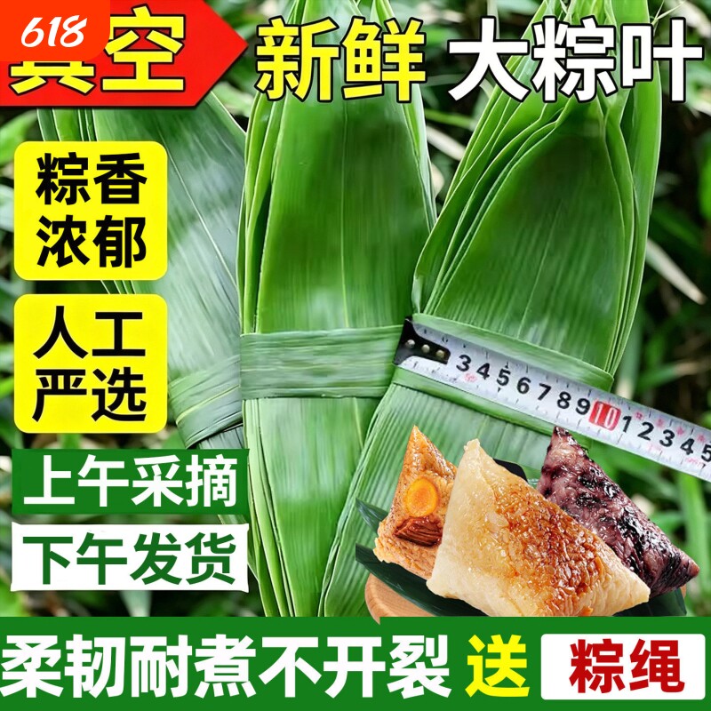 粽子叶棕叶新鲜大号新叶包粽子专用的叶子端午节商用批发干粽叶大