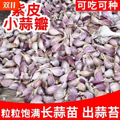 25年紫皮蒜瓣寒蒜川蒜蒜苗蒜苔独头蒜二水早红根香蒜硬叶大蒜种植