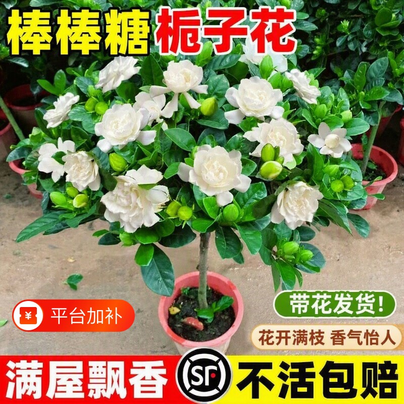 棒棒糖栀子花盆栽带花苞四季植物阳台独杆栀子花卉开花大绿植老桩
