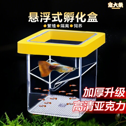 鱼缸繁殖隔离器悬浮式母鱼孵化器孔雀鱼繁殖盒方形漂浮幼鱼固定