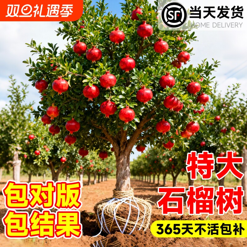 特大石榴树树苗突尼斯软籽无籽蒙阳红石榴盆栽庭院带土果苗水果树