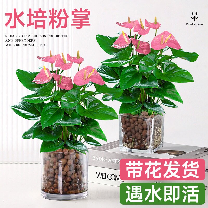水培植物粉掌盆栽带花红掌白掌风顺花卉鲜花室内好养绿植四季开花