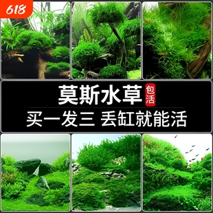 鱼缸大三角莫斯水草慕斯造景水草片散装球沉木垂泪前景草专用生态