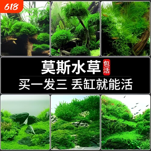 莫斯水草鱼缸造景前景慕斯片沉木
