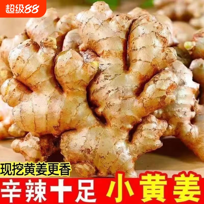 正宗云南高山小黄姜老姜生姜新鲜黄姜老母姜农家自种沙姜自提食用