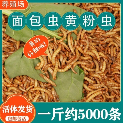 面包虫活虫黄粉虫活体幼虫子金龙鱼蝎子乌龟画眉鸟食石蛙饲料