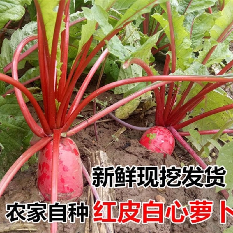 农家新鲜时令蔬菜混合装茄子苦瓜辣椒丝瓜南瓜黄瓜现摘现发应季菜