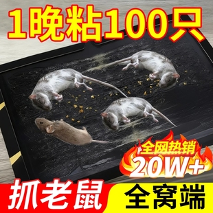 超强力粘鼠板捉粘大老鼠贴沾胶抓灭鼠捕鼠神器超强正品 家用一窝端