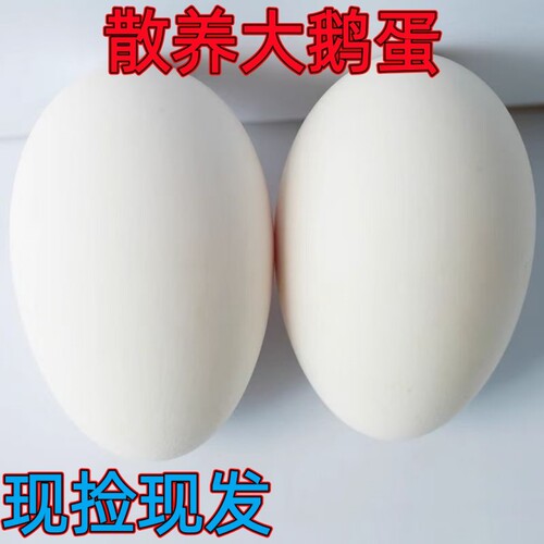 散养鹅蛋新鲜新鲜鹅蛋孕妇正宗老 草鹅蛋土现捡现发