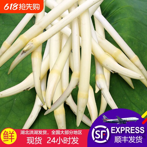 【顺丰包邮】洪湖藕带藕尖藕肠子当季时令蔬菜藕带新鲜洪湖莲藕带