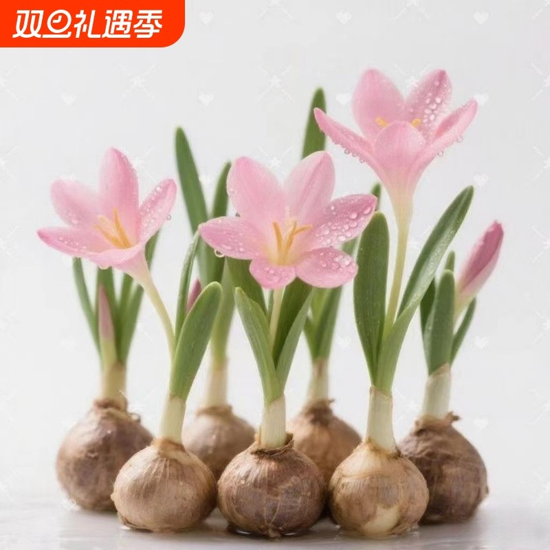 【水培新宠】室内水培风雨兰玻璃盆花卉绿植耐寒耐热水仙花