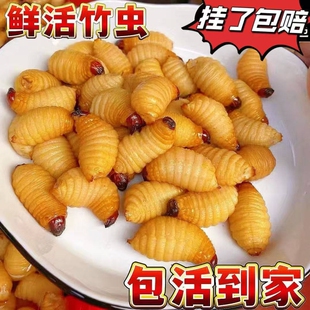 鲜活竹虫竹蛹广宁竹笋虫蛹咀食用昆虫竹子虫椰子虫活体包活到家