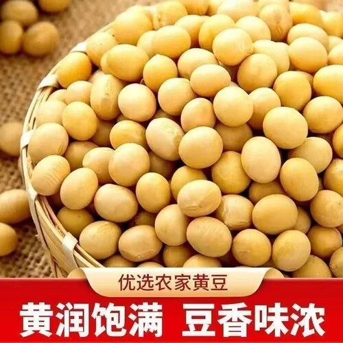云南黄豆精选农家黄豆豆浆原料五谷杂粮笨黄豆营养新豆干货