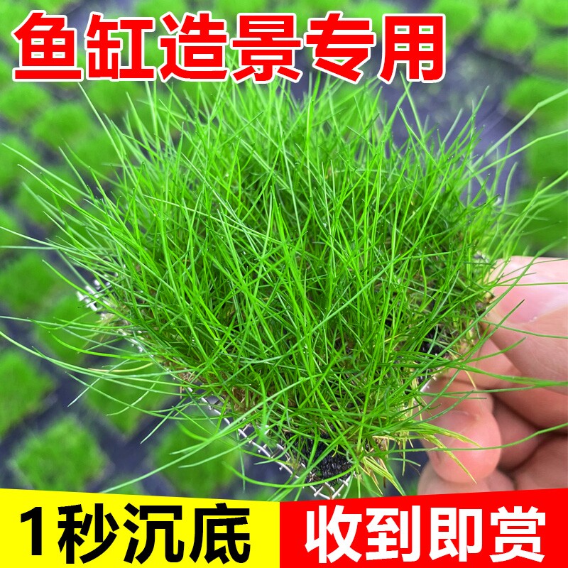 牛毛水草无菌杯杯片装鱼缸造景草坪专用前景植物矮珍珠沉底水生