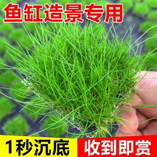 牛毛水草无菌杯杯片装鱼缸造景草坪专用前景植物矮珍珠沉底网片