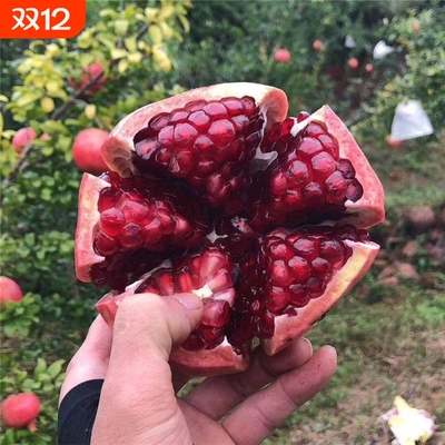 石榴树苗突尼斯软籽石榴苗大红袍特大树盆栽地栽南北方种植果树苗