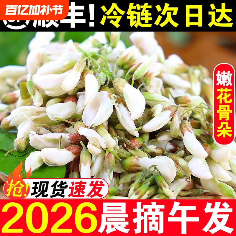 2026洋槐花新鲜现摘杨槐花骨朵蒸菜当季野菜河南鲜槐树花苞刺槐米