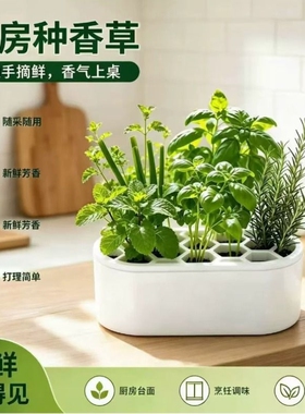 新款热销葱花植物再生水培套装免