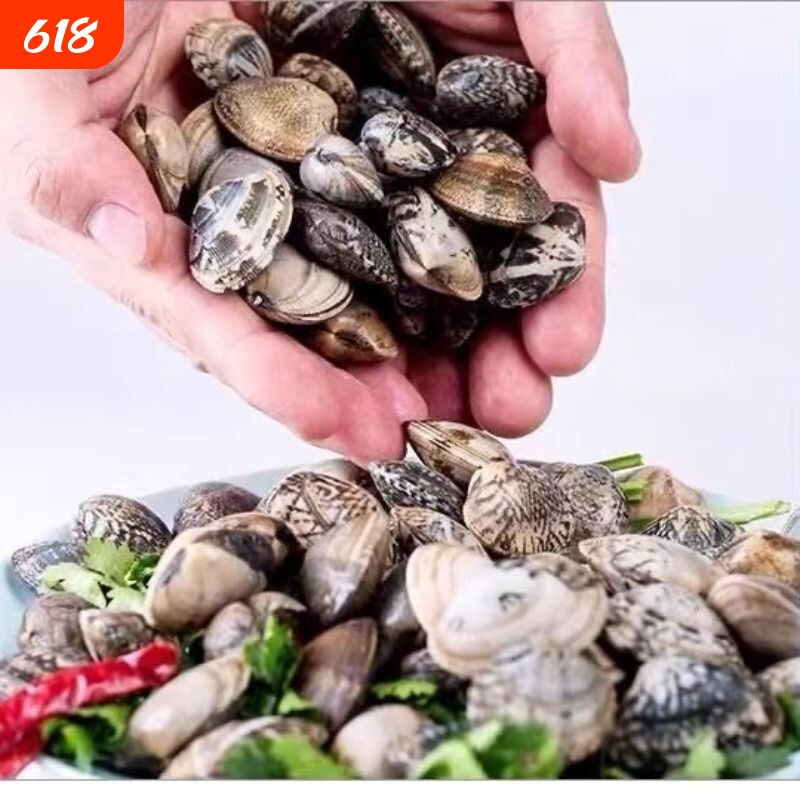 海鲜新鲜吐沙花甲鲜活花蛤蜊花蚬子杂色蛤蜊野生贝类商用批发锡纸