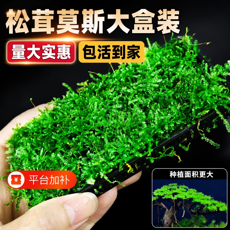 莫斯水草松茸莫斯盒鱼缸造景专用莫丝慕斯树装饰前景阴性前景植物