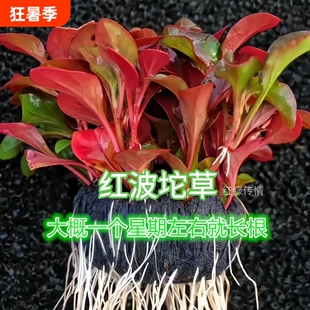 红波坨草阴性水草懒人鱼缸造景无需底砂入缸成景净水增氧活体水草