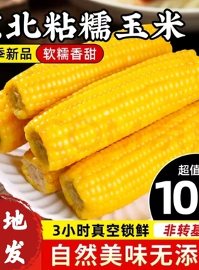 东北黄糯玉米棒真空装黄苞米现摘新鲜黏玉米粗粮代餐10棒香甜软糯