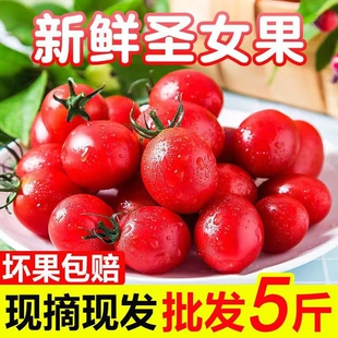 净重5斤现摘圣女果小番茄西红柿新鲜水果非千禧整箱新鲜蔬菜水果