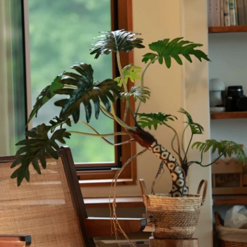 老桩龙鳞小天使绿植盆栽阳台植物盆栽办公室客厅室内观茎植物