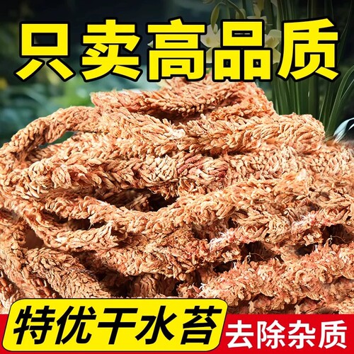 蝴蝶兰石斛兰花进口毛毛虫水苔