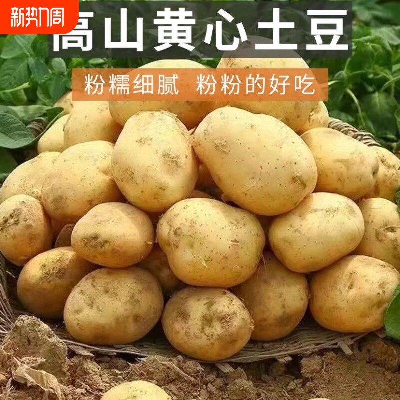 贵州威宁红皮黄心土豆10斤新鲜土豆糯口感绵密炖汤烧菜高山农产品