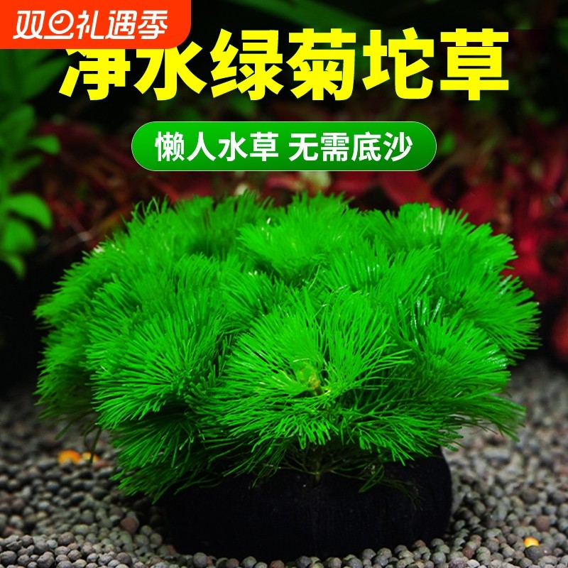 绿菊水草鱼缸专用坨草造景后景水草增氧淡水阴性懒人沉底水质净水