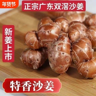 现挖老姜广东沙姜新鲜现挖沙姜土产食用椰子鸡蘸料调料种子批发